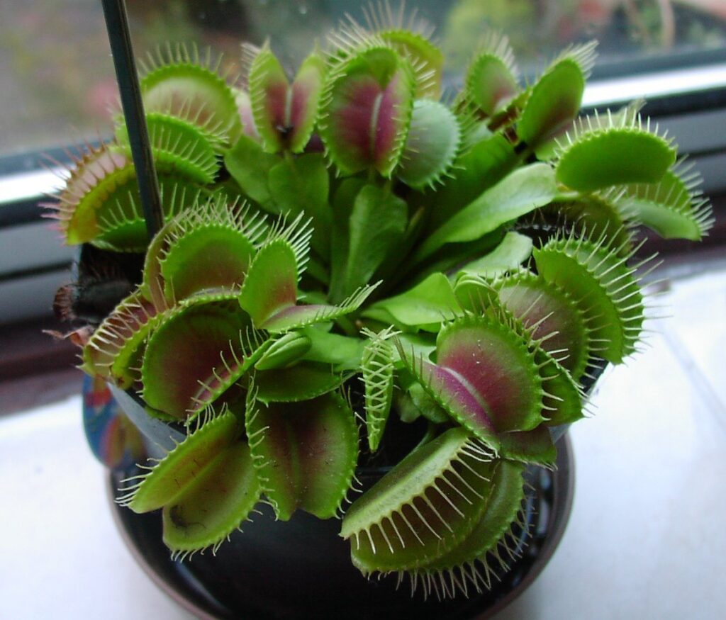 how to raise a venus fly trap
