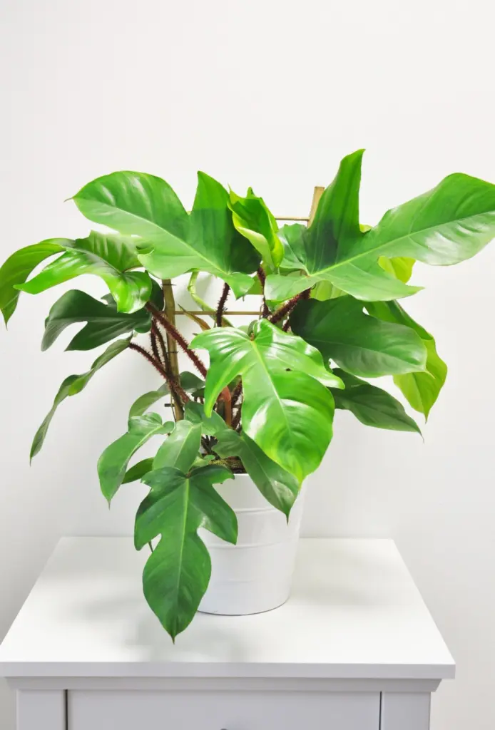 The Best Plants For A Bathroom In 2025 12 tropical bathroom ideas