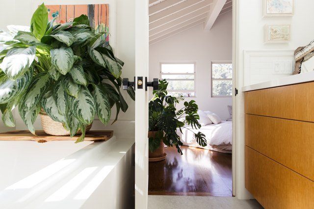 indoor plants for bathroom
