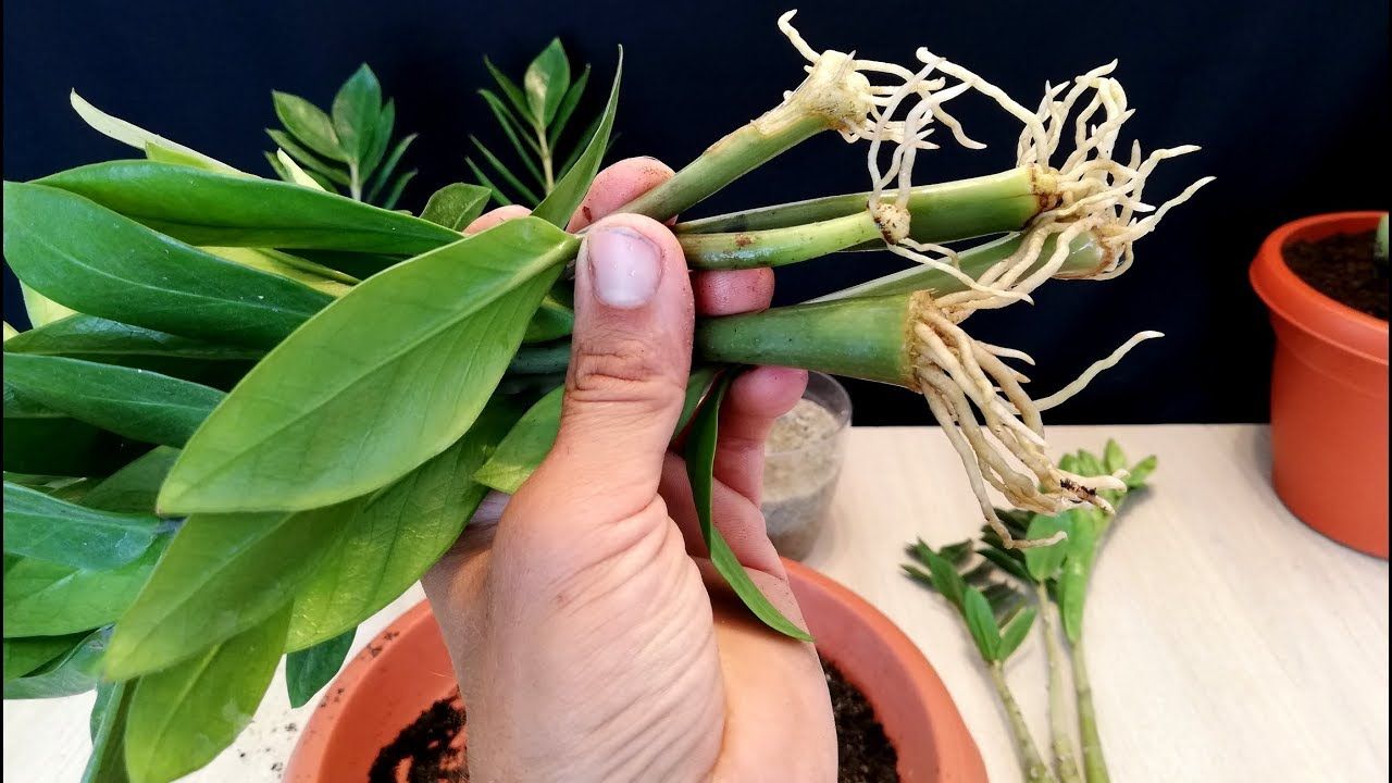 How to Propagate a ZZ plant