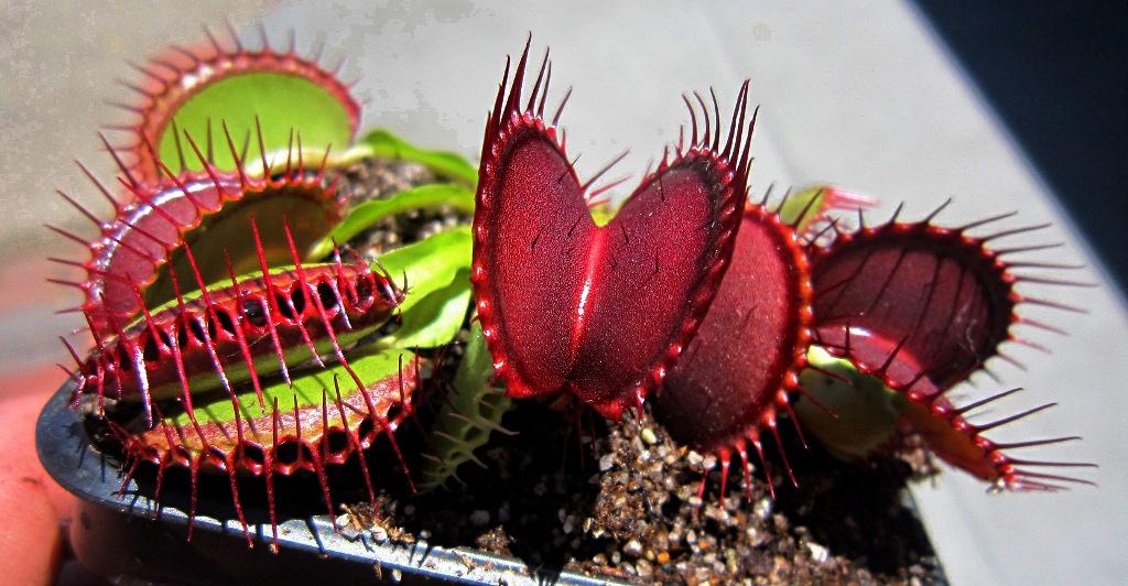 how to maintain venus fly trap
