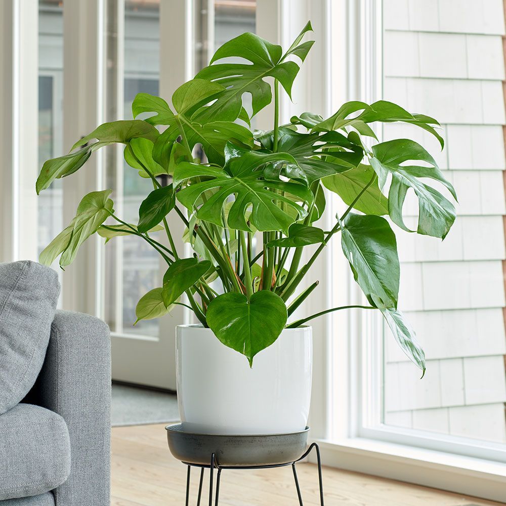 split monstera
