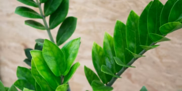 Zamioculcas Zamiifolia Propagation