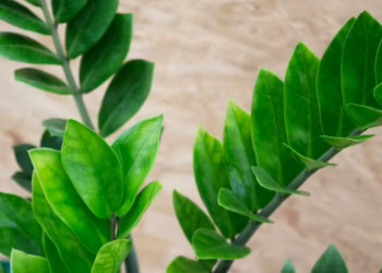 Zamioculcas Zamiifolia Propagation