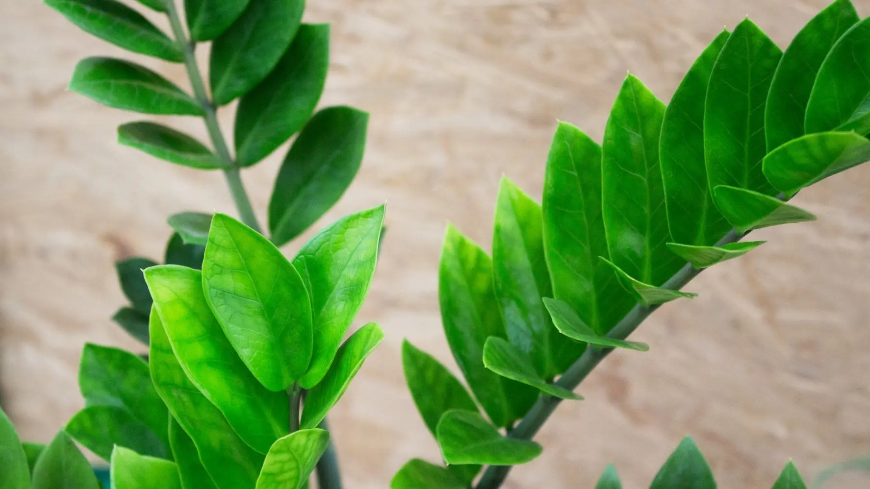 Zamioculcas Zamiifolia Propagation