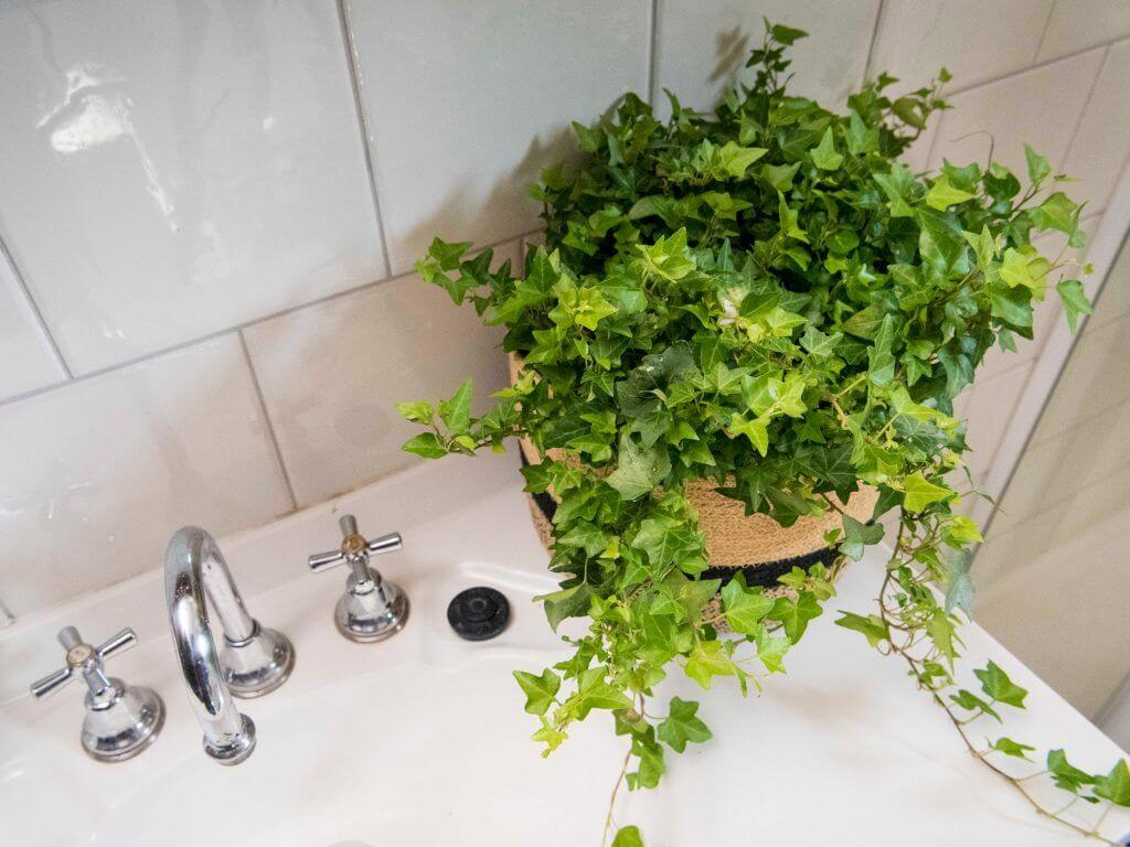 bathroom plants no window
