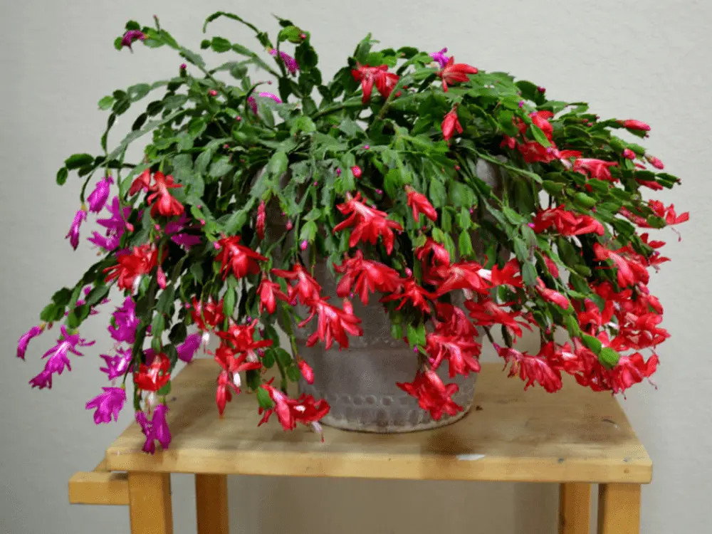 Christmas Cactus Care - How To Care For A Cactus 3 christmas cactus care indoors