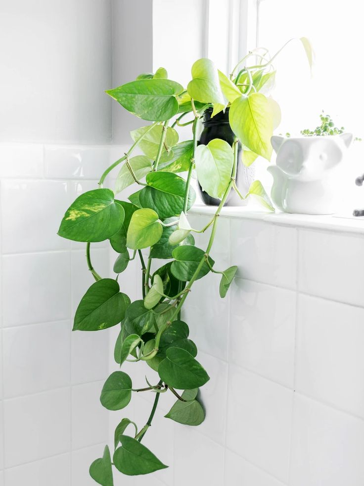 indoor plants for bathroom
