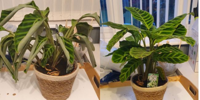 calathea browning edges
