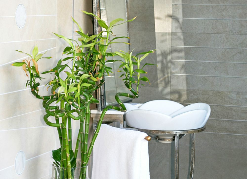 plants for bathroom no light

