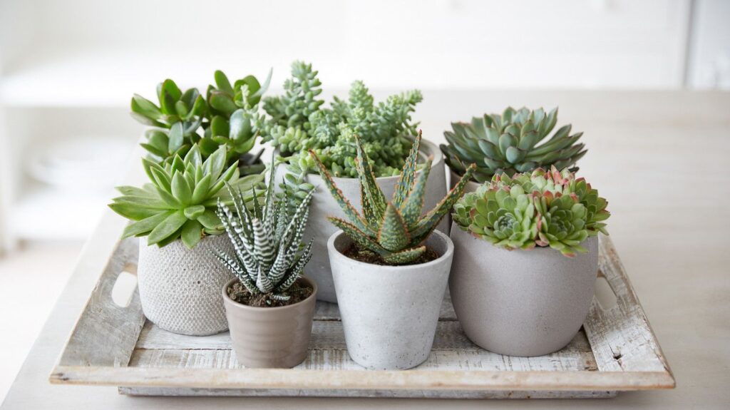 indoor succulent plants care