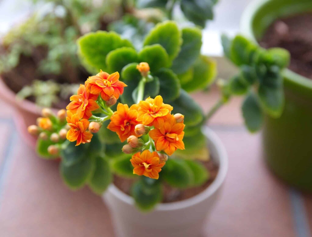 Kalanchoe Plant Care Guide – How To Maintain Indoor Kalanchoe 7 caring for kalanchoe