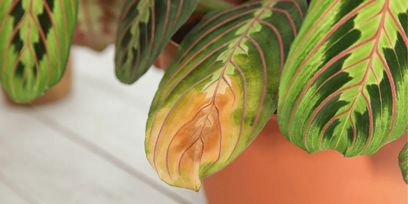 maranta care
