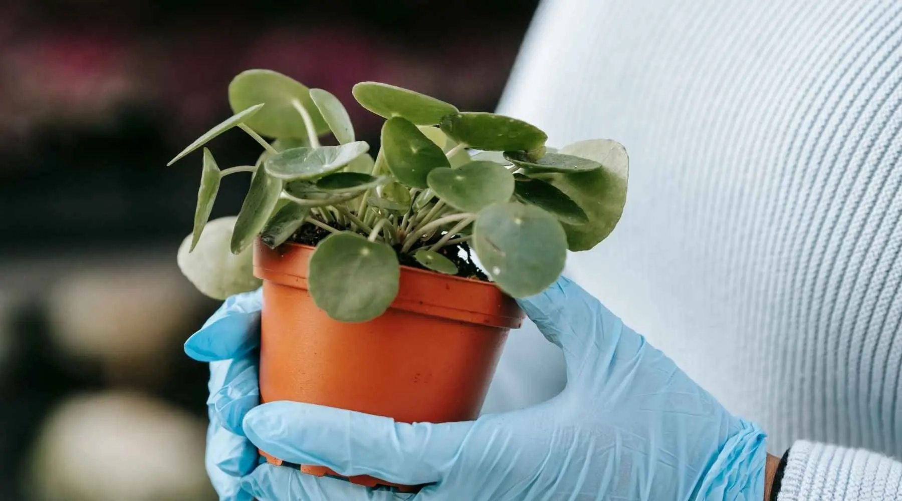 Chinese Money Plant Care - How to Grow & Maintain Pilea