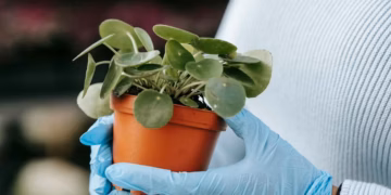 Chinese Money Plant Care - How to Grow & Maintain Pilea