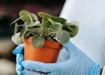 Chinese Money Plant Care - How to Grow & Maintain Pilea