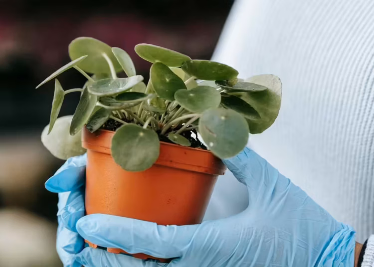 Chinese Money Plant Care - How to Grow & Maintain Pilea