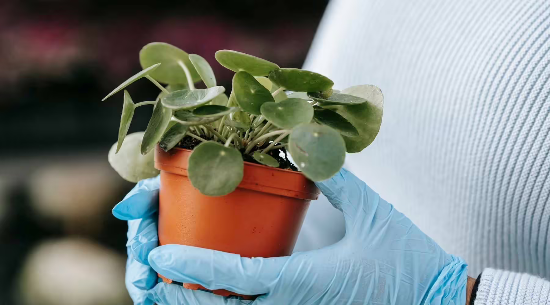 Chinese Money Plant Care - How to Grow & Maintain Pilea