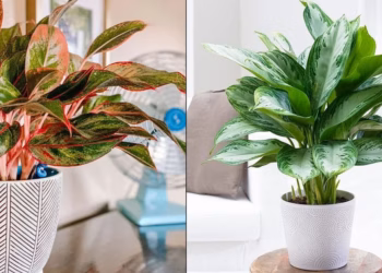 Chinese Evergreen Care Indoor Instructions- The Ultimate Guide