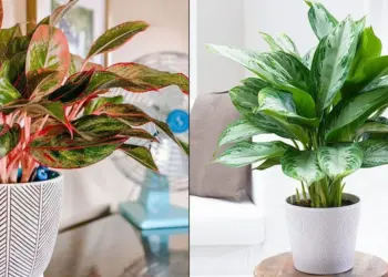 Chinese Evergreen Care Indoor Instructions- The Ultimate Guide
