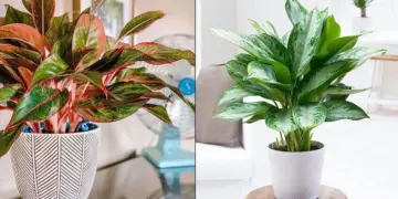Chinese Evergreen Care Indoor Instructions- The Ultimate Guide