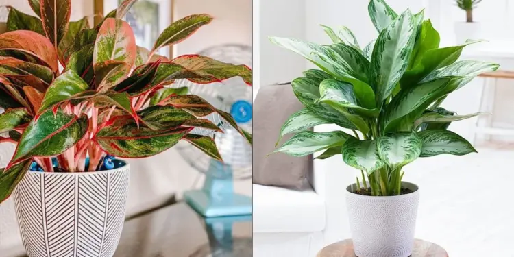 Chinese Evergreen Care Indoor Instructions- The Ultimate Guide