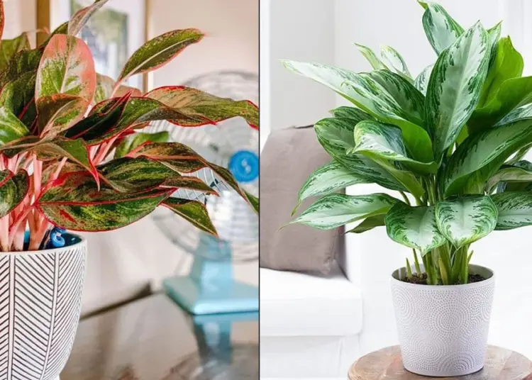 Chinese Evergreen Care Indoor Instructions- The Ultimate Guide