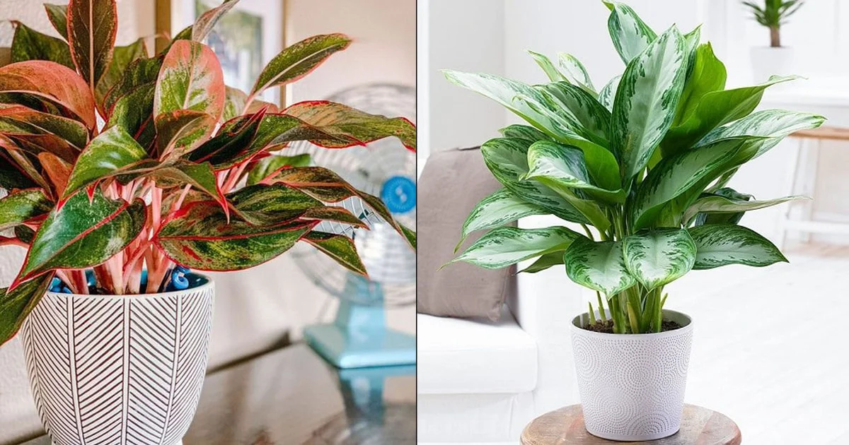 Chinese Evergreen Care Indoor Instructions- The Ultimate Guide
