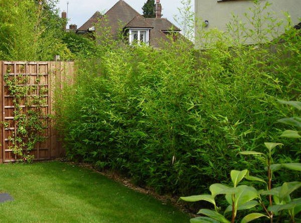 Bamboo-landscaping-ideas-garden-privacy-fence-bamboo-hedge