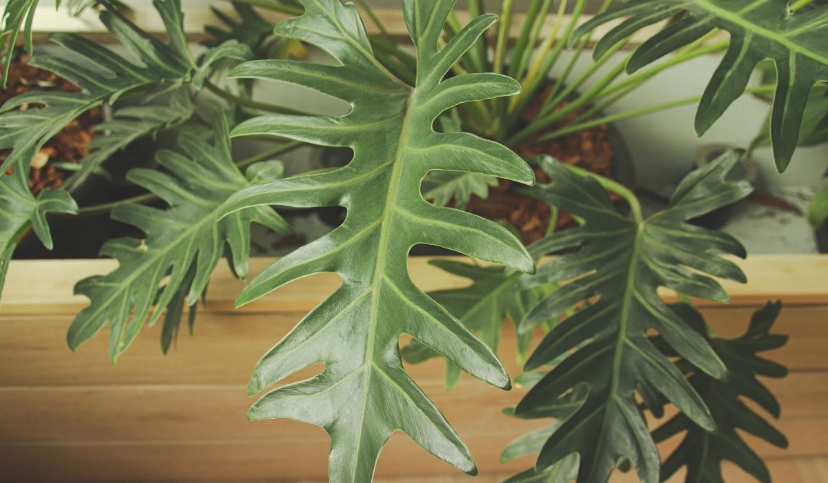 monstera leaf split
