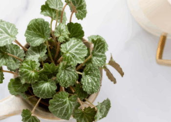 Begonia Care Indoor