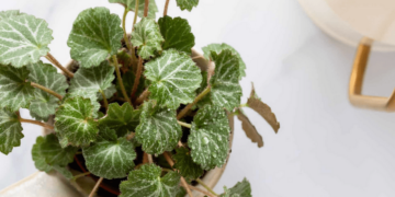 Begonia Care Indoor
