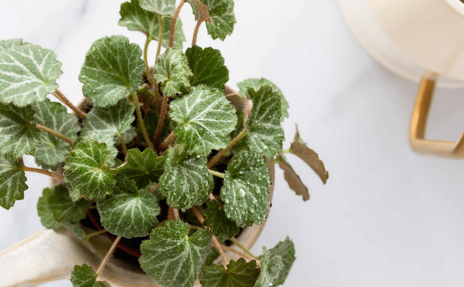 Begonia Care Indoor