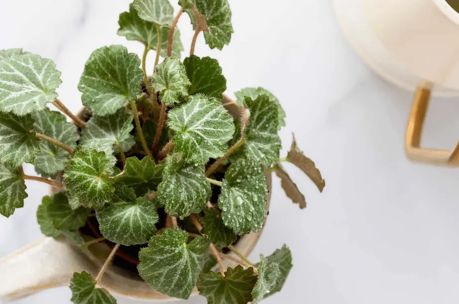 Begonia Care Indoor