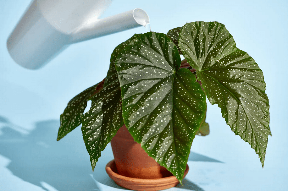 begonia care in pots
