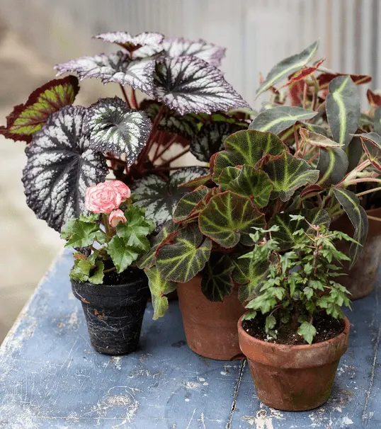 Begonia Care Indoor Can Be Easy - The Best Guide 101 2 How to care for the Rex Begonia