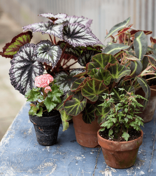 How to care for the Rex Begonia 