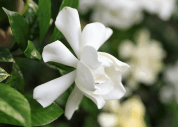 Gardenia Plant Indoor Care
