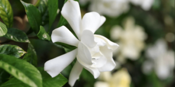 Gardenia Plant Indoor Care