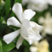 Gardenia Plant Indoor Care - Your Ultimate Green Handbook! 11 Gardenia Plant Indoor Care