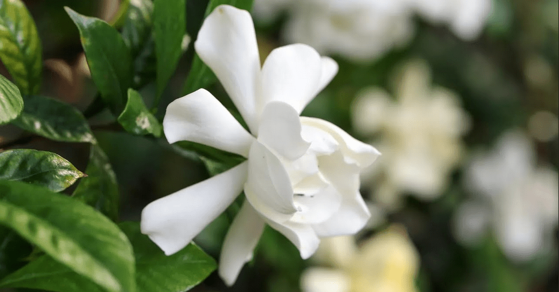 Gardenia Plant Indoor Care
