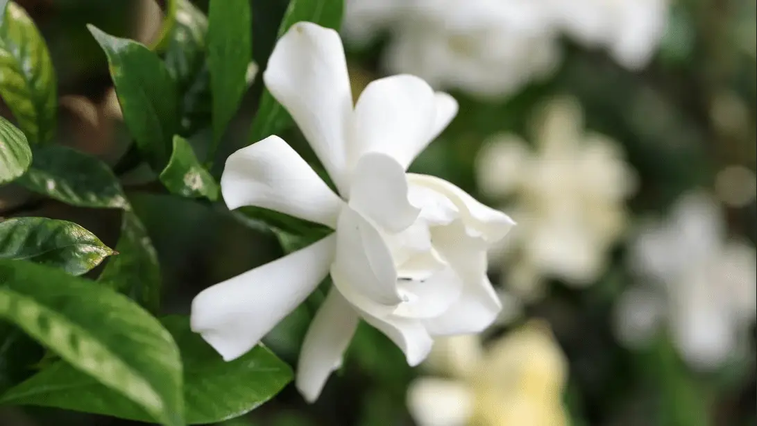 Gardenia Plant Indoor Care