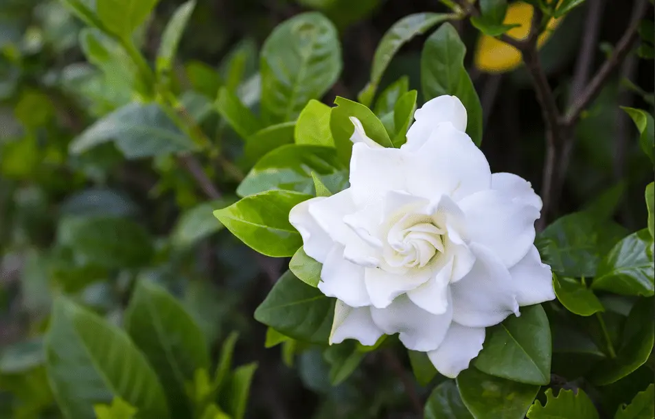 Gardenia Plant Indoor Care - Your Ultimate Green Handbook! 2 gardenia plant care