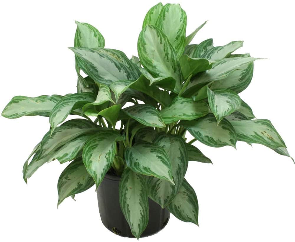 Chinese Evergreen Care 