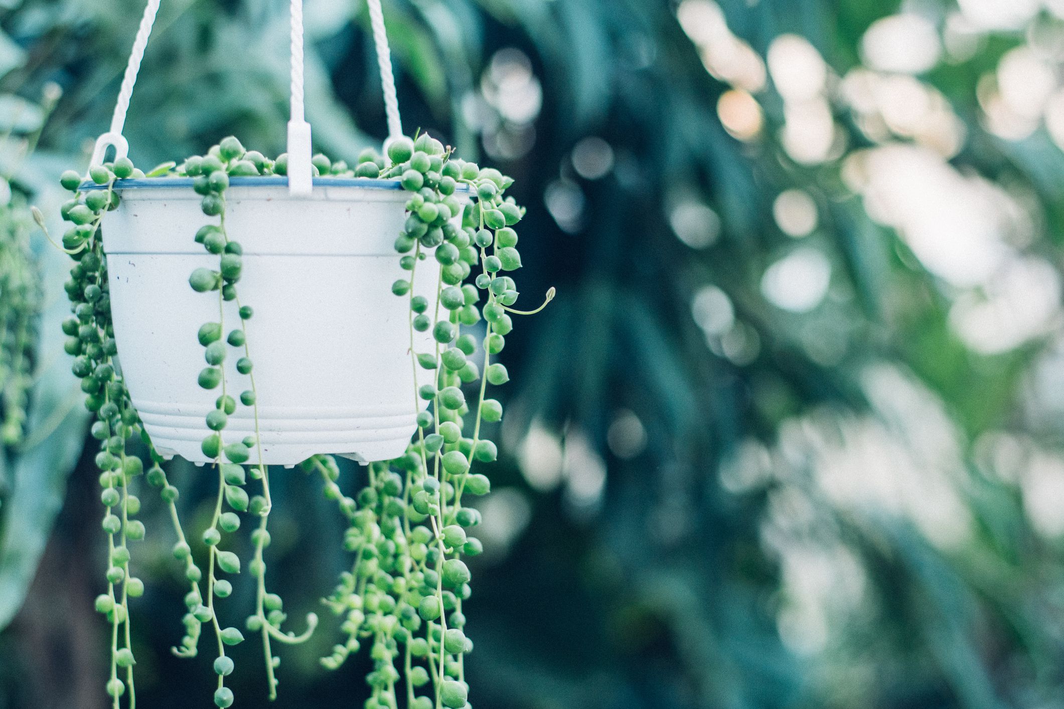 how to care for string of pearls plants
