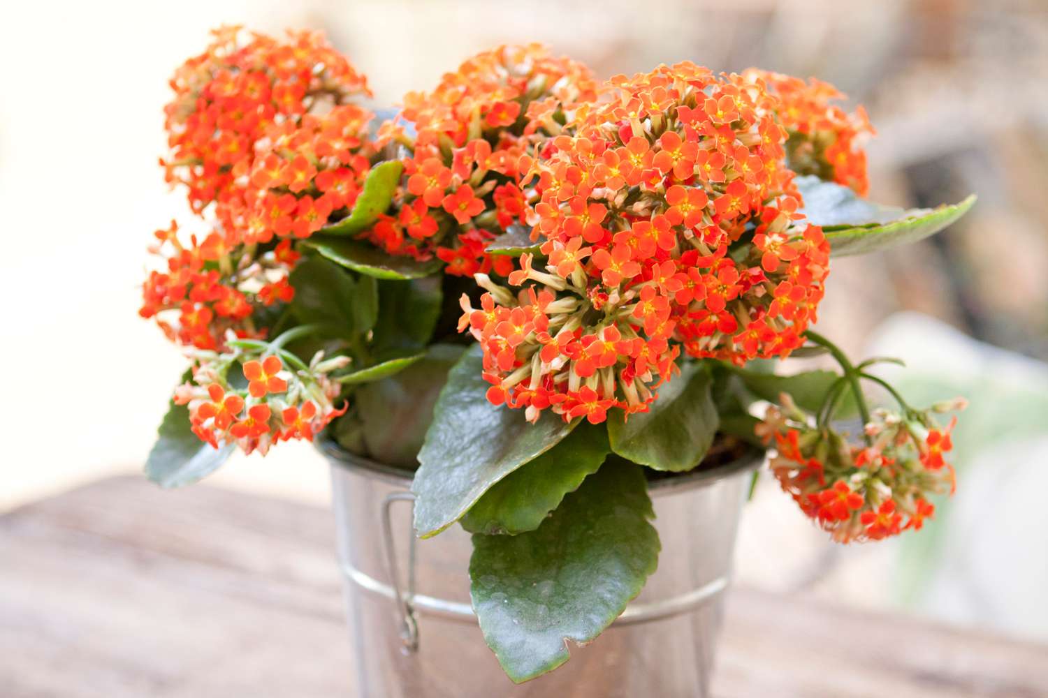 kalanchoe plant care
