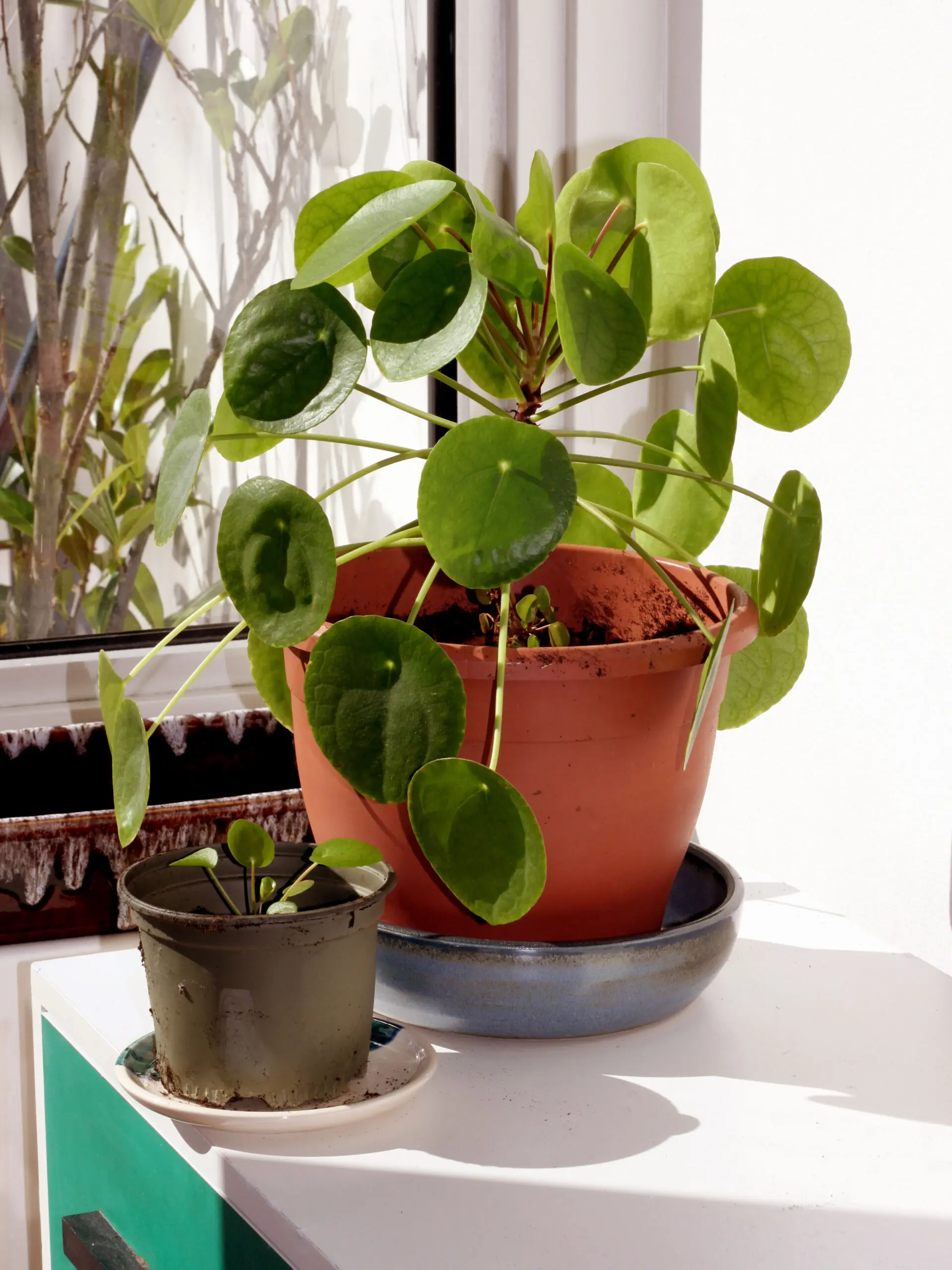 Chinese Money Plant Care - How to Grow & Maintain Pilea 2 chinese money plant care