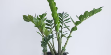 ZZ Plant Care