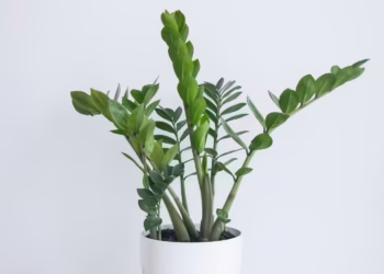 ZZ Plant Care