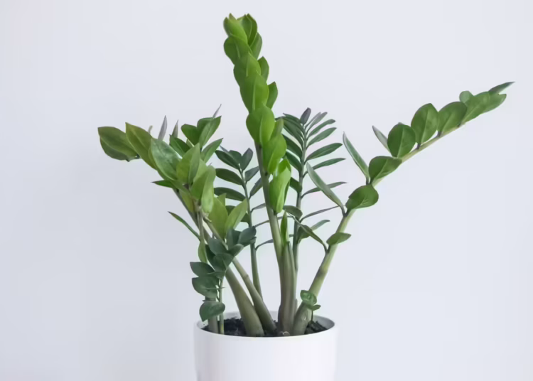 ZZ Plant Care